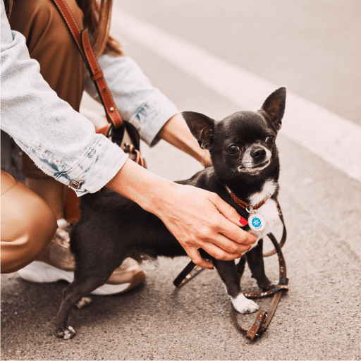 Designer QR pet id tag Winter's tale