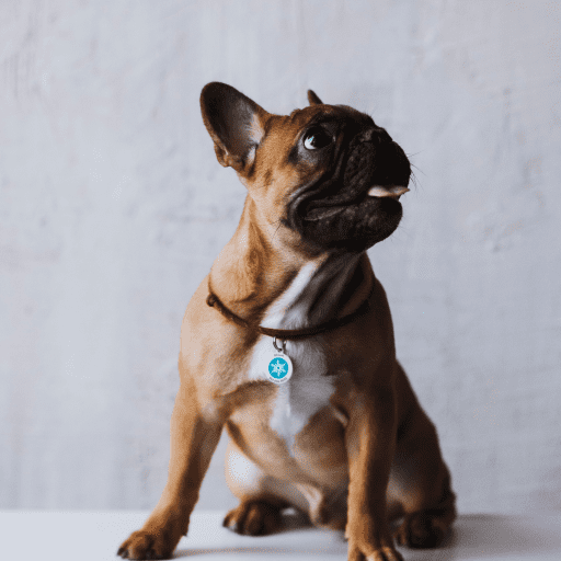 Designer QR pet id tag Winter's tale