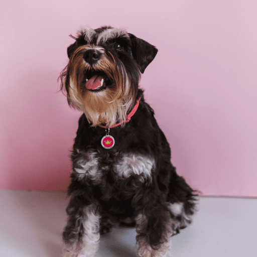 Designer QR pet id tag Princess Girl