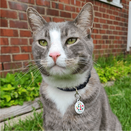 Designer QR pet id tag Christmas present