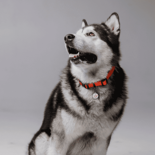 Designer QR pet id tag Christmas present