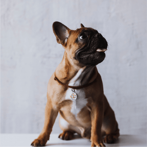 Designer QR pet id tag Christmas present