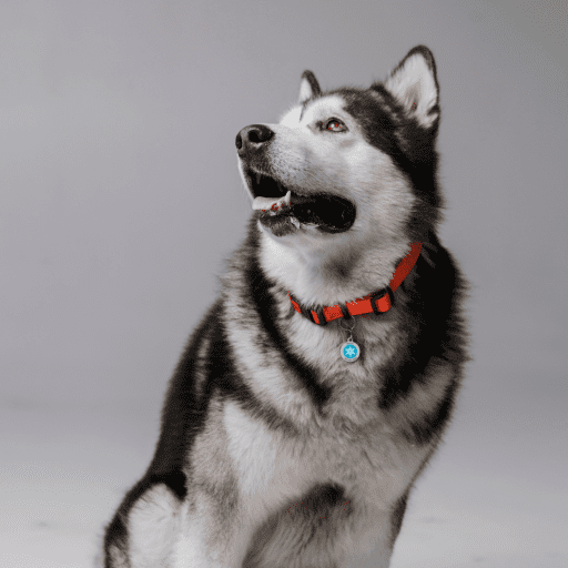 Designer QR pet id tag Winter's tale