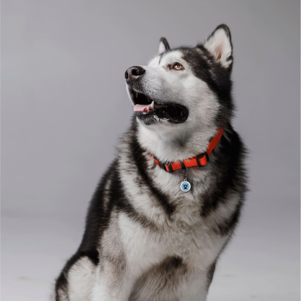 Social QR pet id tag Yuna