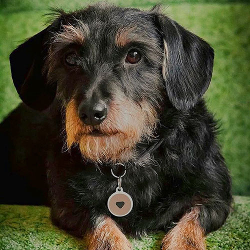 QR passport, a pet tag with brown logo | Animal-id.net