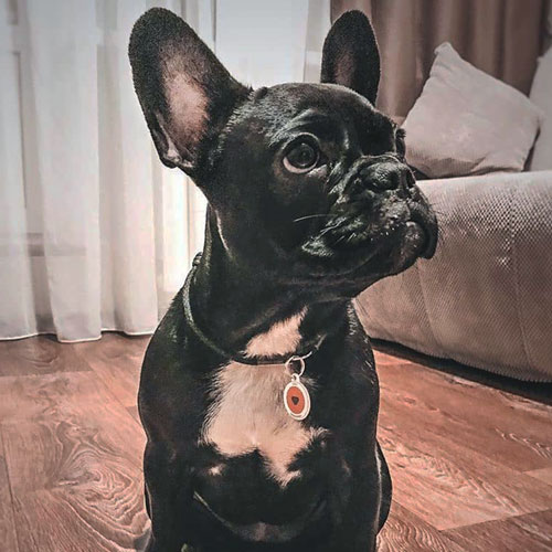 QR pet id tag, a pet tag with red logo | Animal-id.net