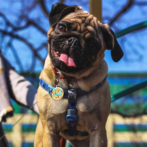 QR pet id tag - designer pet tag | Animal-id.net