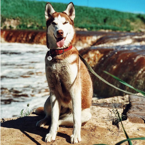 QR pet id tag - designer pet tag | Animal-id.net