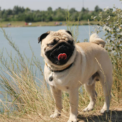 QR pet id tag - customizable pet tag | Animal-id.net