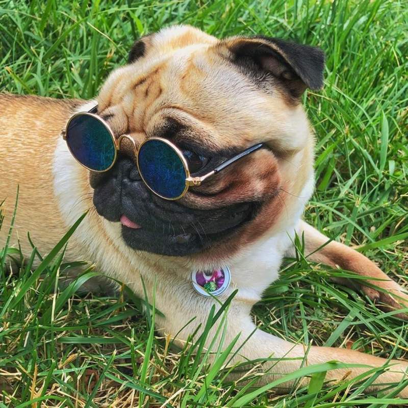 QR pet id tags with a photo of your choice | Animal-id.net