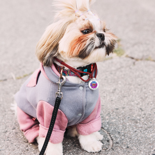 Designer QR pet id tag The four-legged chemistry