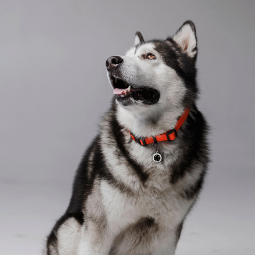 Designer QR pet id tag Defender with a tail