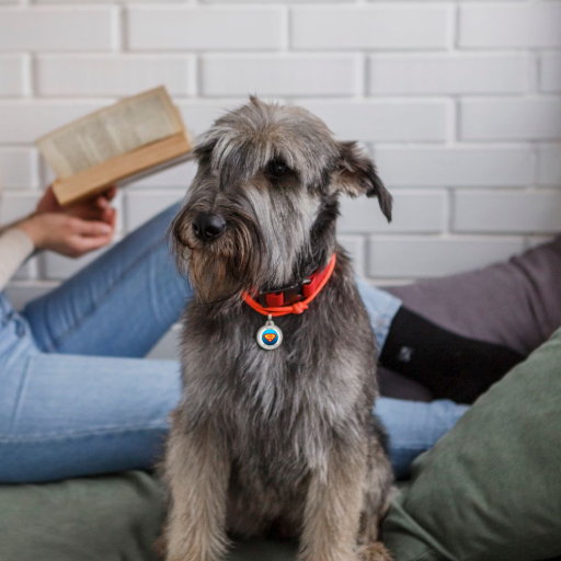 Designer QR pet id tag Superpower