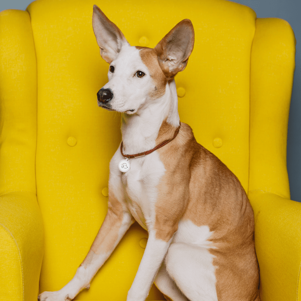Designer QR pet id tag Portrait
