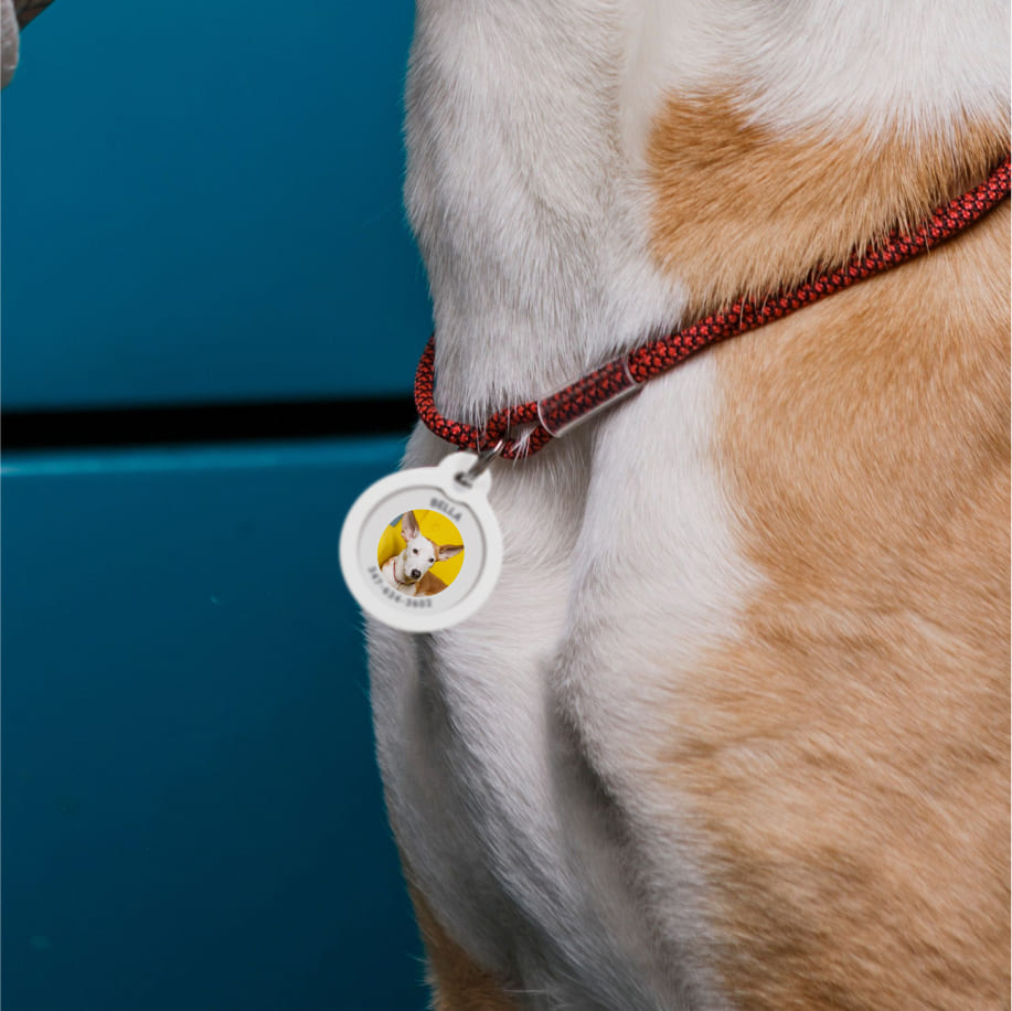 QR pet id tag - customizable pet tag | Animal-id.net