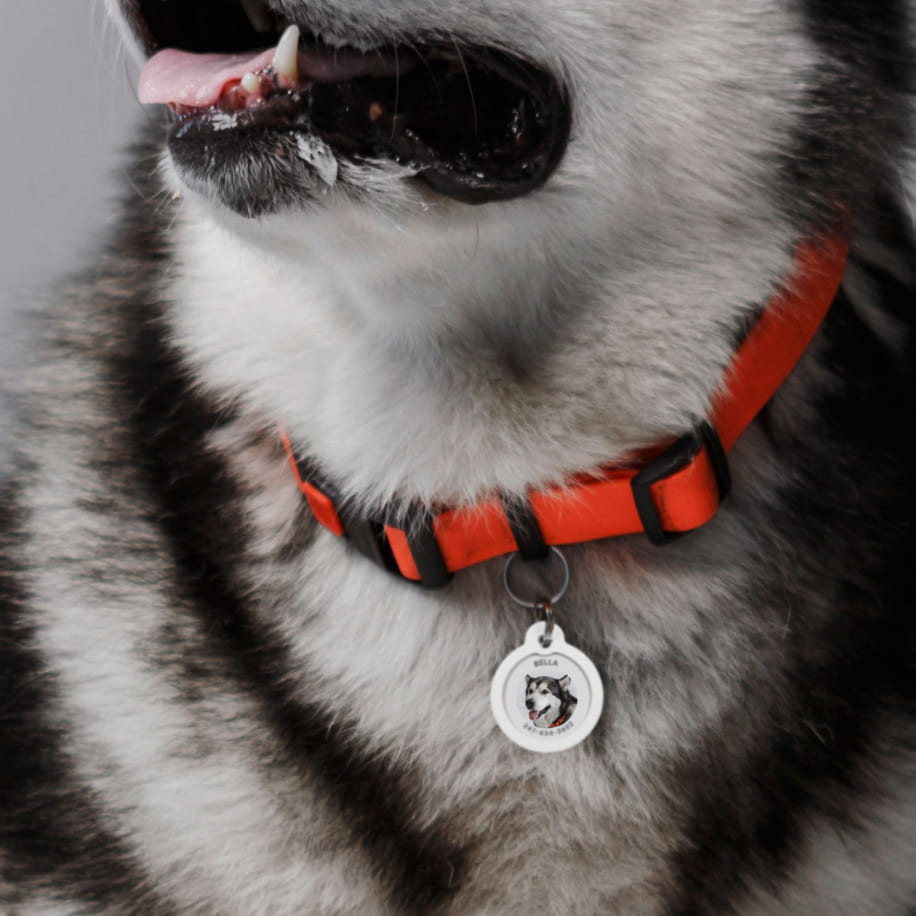 QR pet id tag - customizable pet tag | Animal-id.net