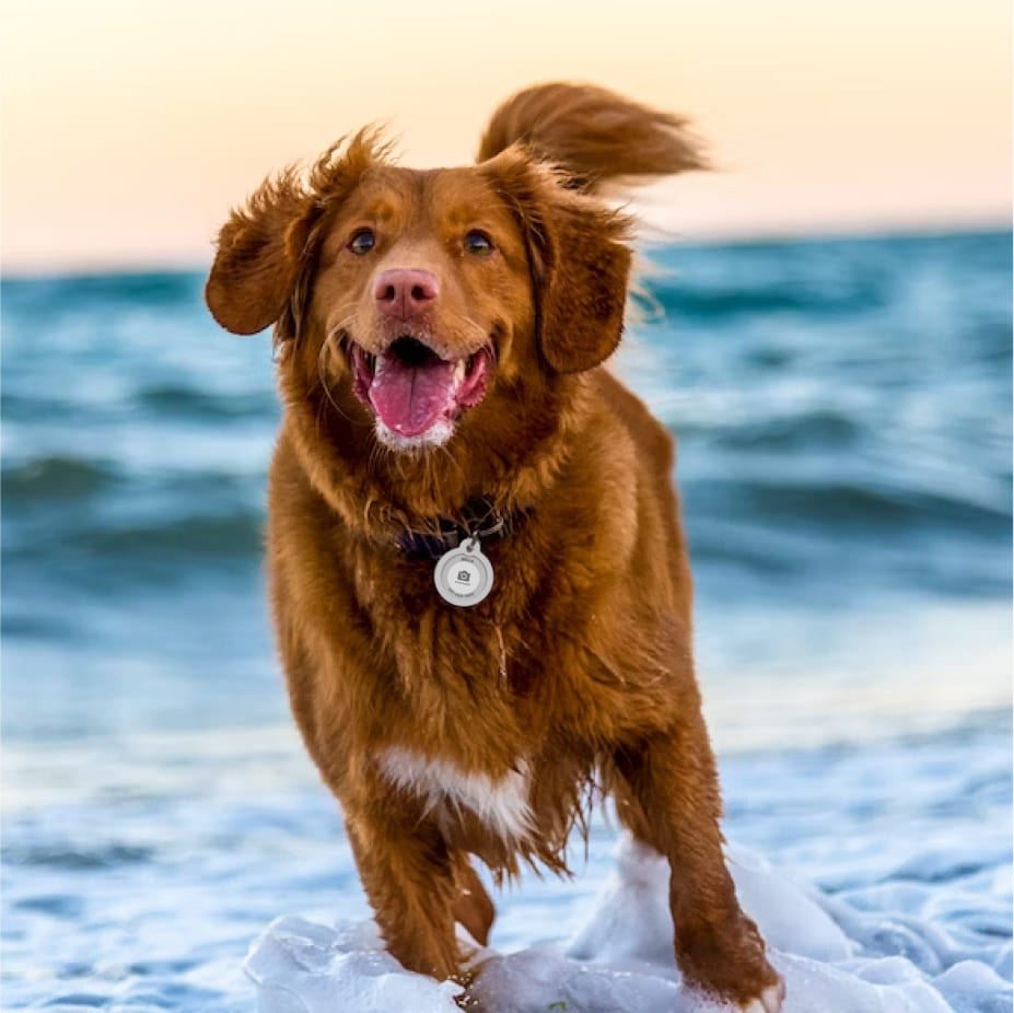 QR pet id tag - customizable pet tag | Animal-id.net