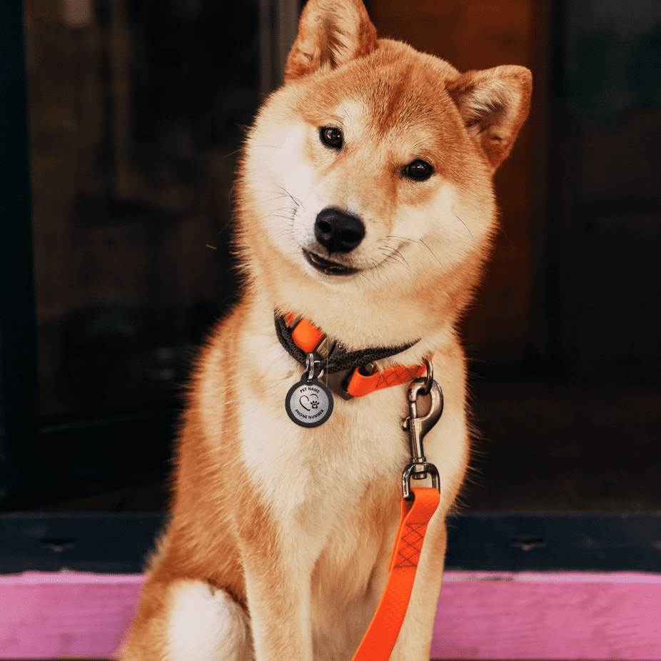 Engraved QR pet tag Together forever